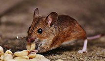 24 Hour & Emergency Exterminators in Pritchett, CO
